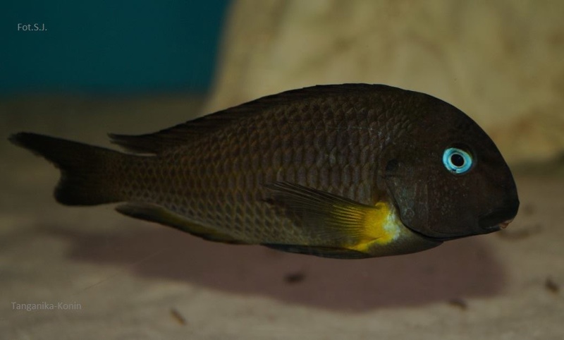 Tropheus sp. 'crescentic' Mkuyu